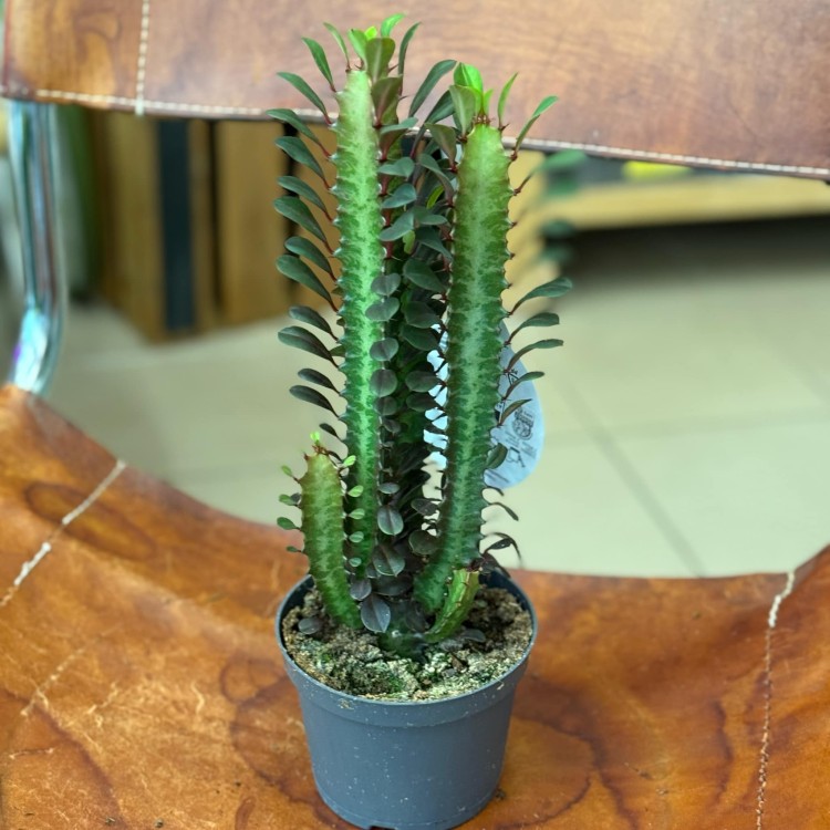 euphorbia trigona trójżebrowy (4).jpeg