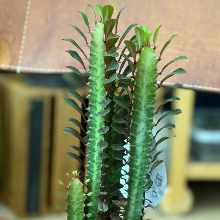 euphorbia trigona trójżebrowy (1).jpeg