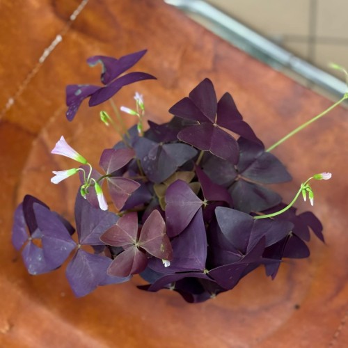 Oxalis triangularis  (2).jpeg