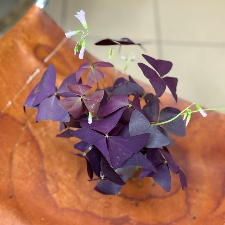 Oxalis triangularis  (3).jpeg