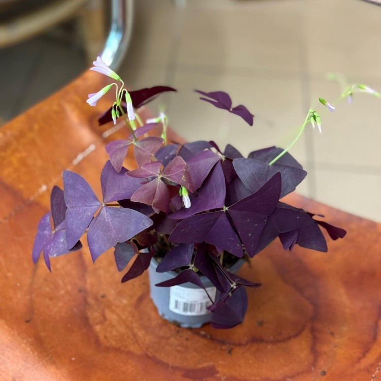 Oxalis triangularis  (1).jpeg