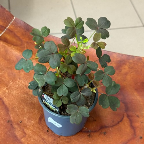 Oxalis vulcanicola  (2).jpeg