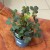 Oxalis vulcanicola  (2).jpeg