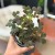 Oxalis vulcanicola  (3).jpeg