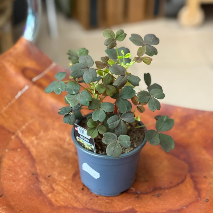 Oxalis vulcanicola  (1).jpeg
