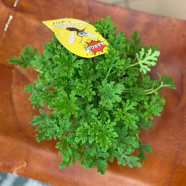 geranium (2).jpeg