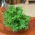 geranium (3).jpeg