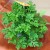 geranium (1).jpeg