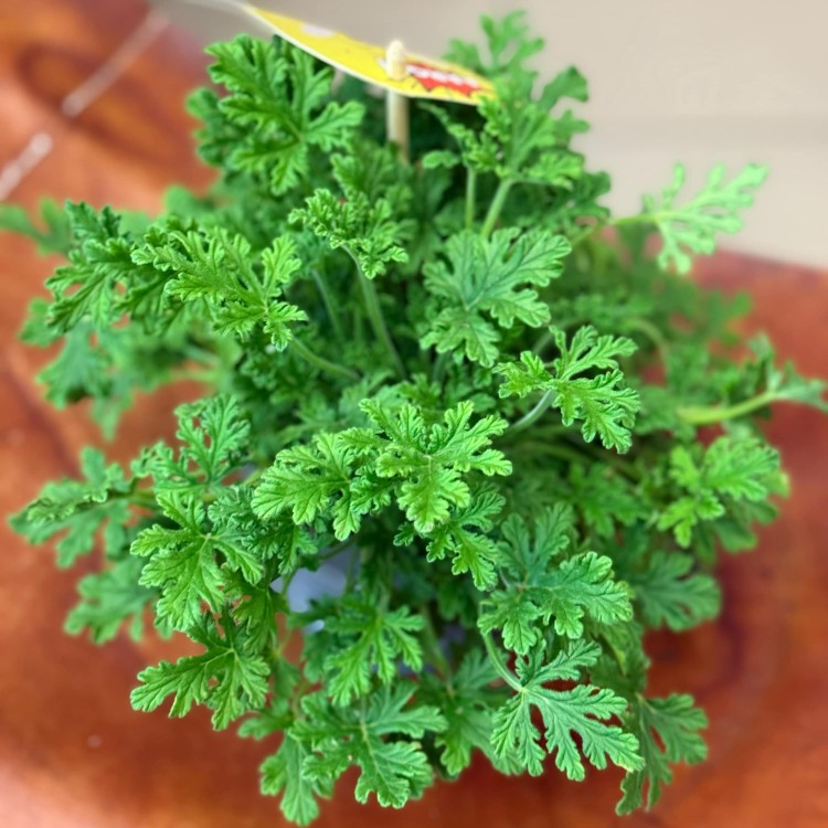 geranium (1).jpeg