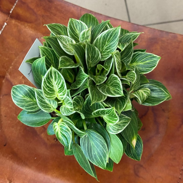 Philodendron Birkin (2).jpeg