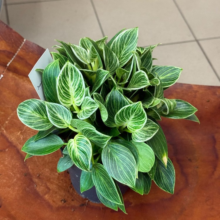 Philodendron Birkin (3).jpeg