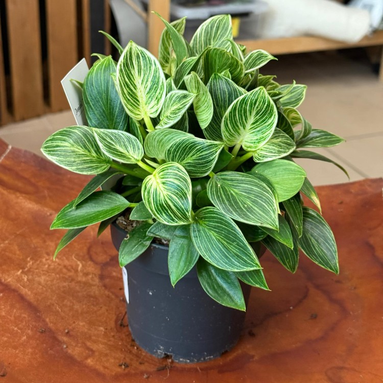 Philodendron Birkin (1).jpeg