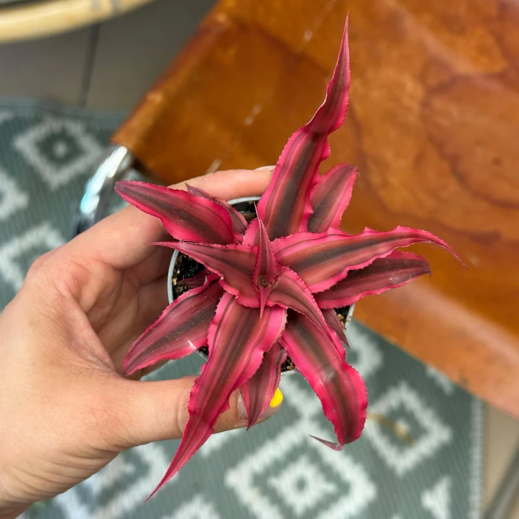 skrytokwiat cryptanthus bivittatus 'Pink Starl (4).jpeg