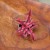 skrytokwiat cryptanthus bivittatus 'Pink Starl (3).jpeg