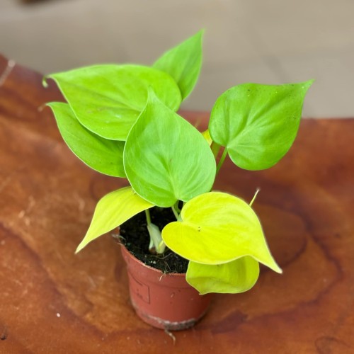 filodendron pnący  philodendron scandens lemon lime (2).jpeg
