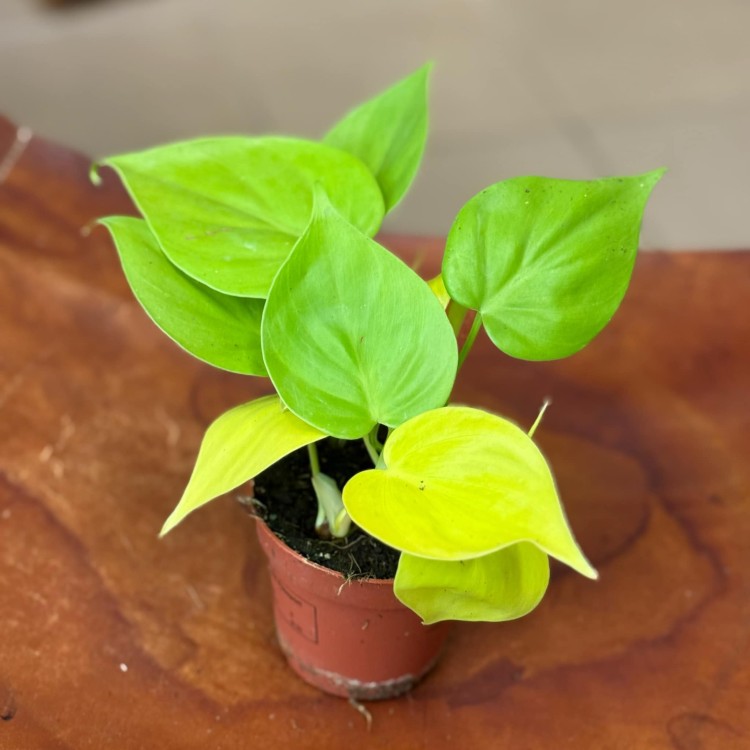 filodendron pnący  philodendron scandens lemon lime (2).jpeg