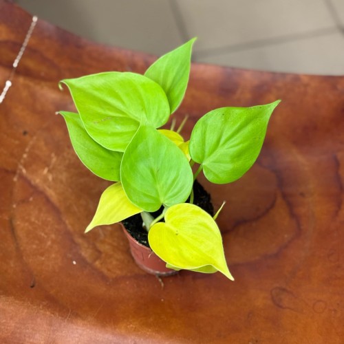 filodendron pnący  philodendron scandens lemon lime (3).jpeg