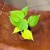 filodendron pnący  philodendron scandens lemon lime (3).jpeg