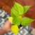 filodendron pnący  philodendron scandens lemon lime (1).jpeg