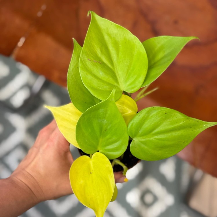 filodendron pnący  philodendron scandens lemon lime (1).jpeg