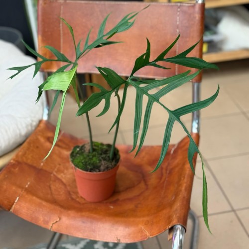Philodendron polypodiodes (2).jpeg