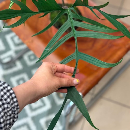 Philodendron polypodiodes (3).jpeg