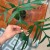 Philodendron polypodiodes (4).jpeg