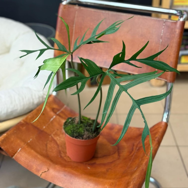 Philodendron polypodiodes (5).jpeg