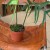 Philodendron polypodiodes (1).jpeg