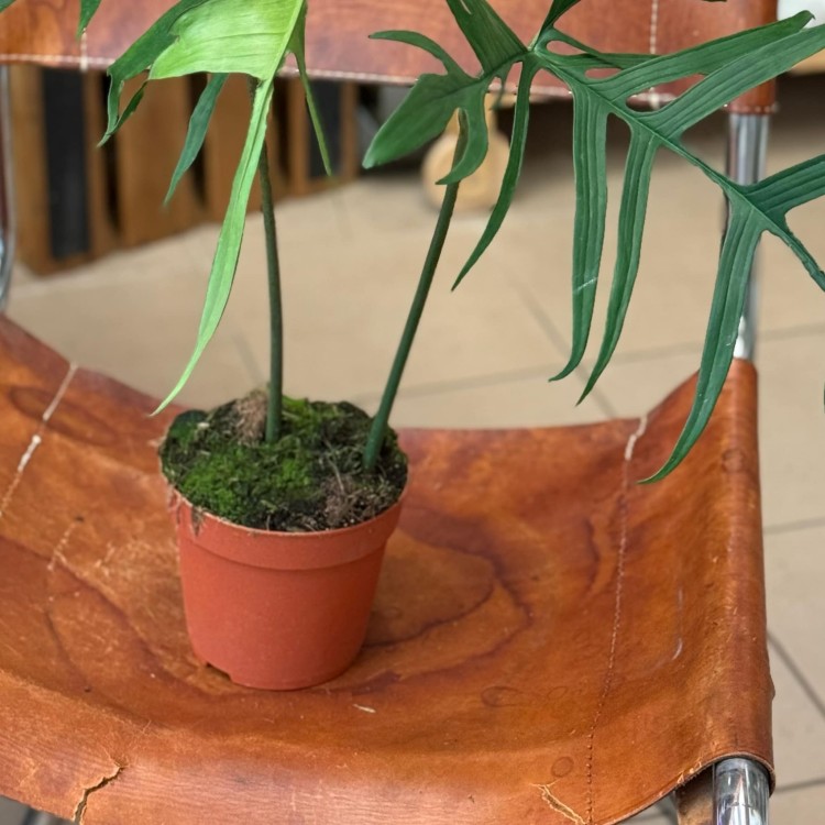 Philodendron polypodiodes (1).jpeg