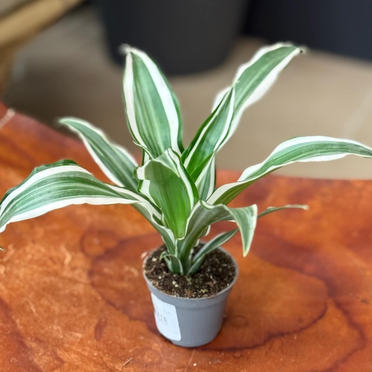 Dracena Wonna Dracaena white surprise (2).jpeg