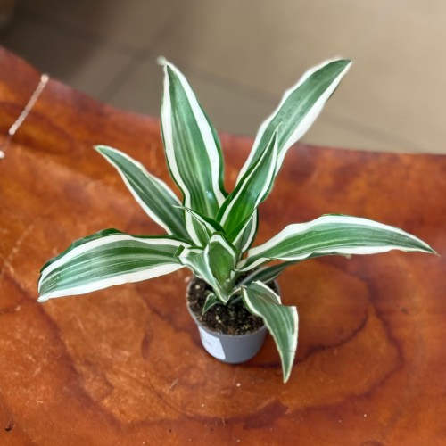 Dracena Wonna Dracaena white surprise (1).jpeg
