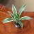 Dracena Wonna Dracaena white surprise (1).jpeg