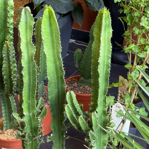 Euphorbia eritrea –  (2).jpg
