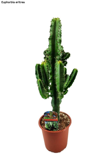 Zrzut ekranu 2025-05-04 104147.png