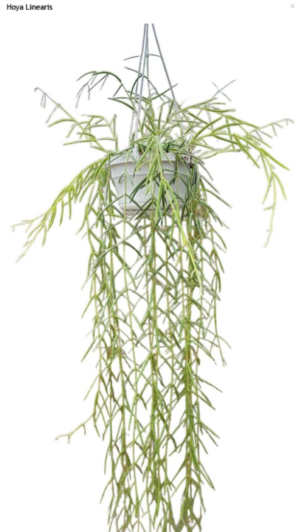 Zrzut ekranu 2025-05-04 104252.png