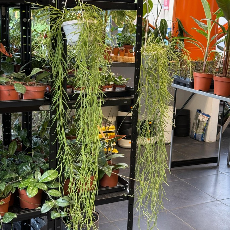 Hoya Linearis (7).jpg