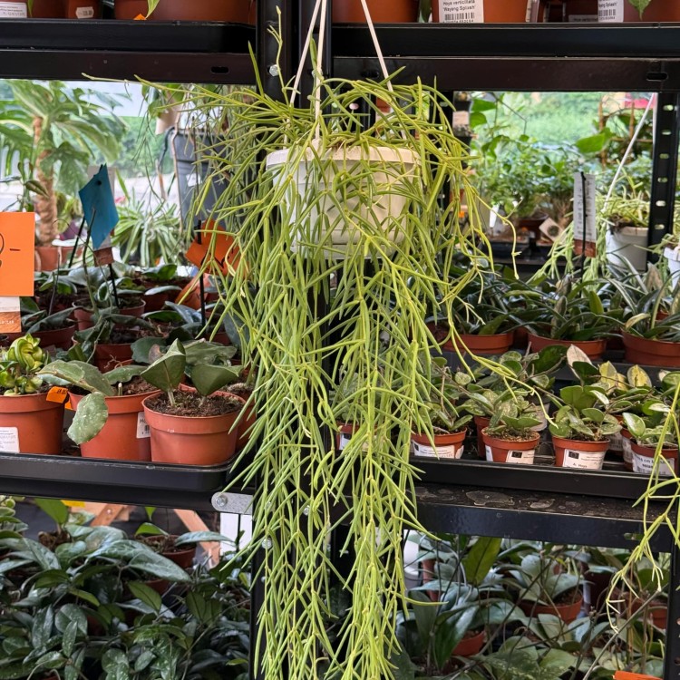 Hoya Linearis (8).jpg