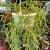 Hoya Linearis (9).jpg