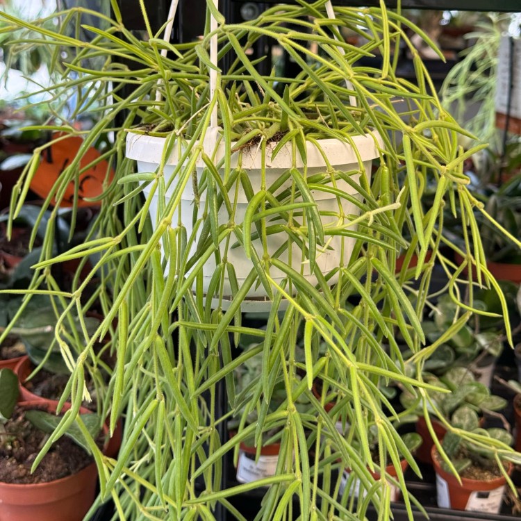 Hoya Linearis (9).jpg