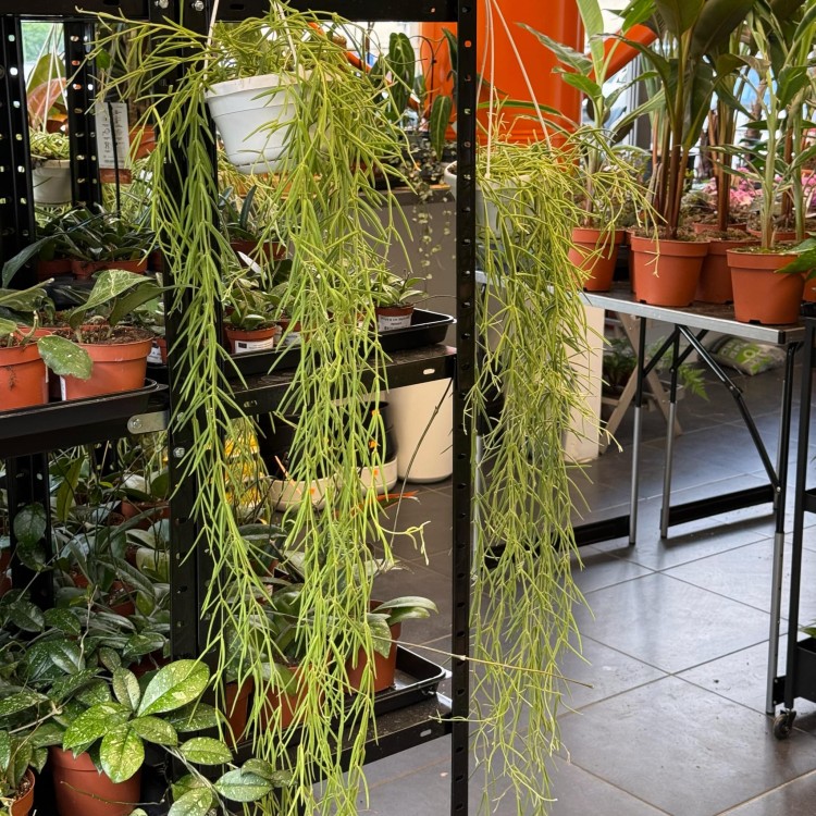 Hoya Linearis (6).jpg