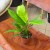 Spathiphyllum Aurea (2).jpg