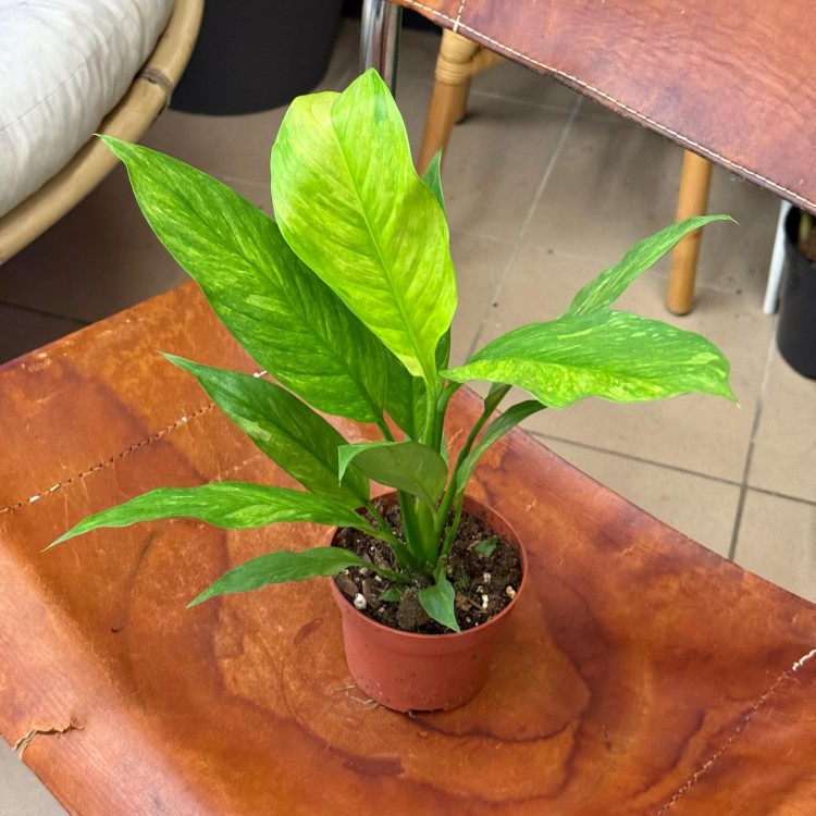 Spathiphyllum Aurea (2).jpg