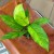 Spathiphyllum Aurea (3).jpg