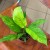 Spathiphyllum Aurea (1).jpg