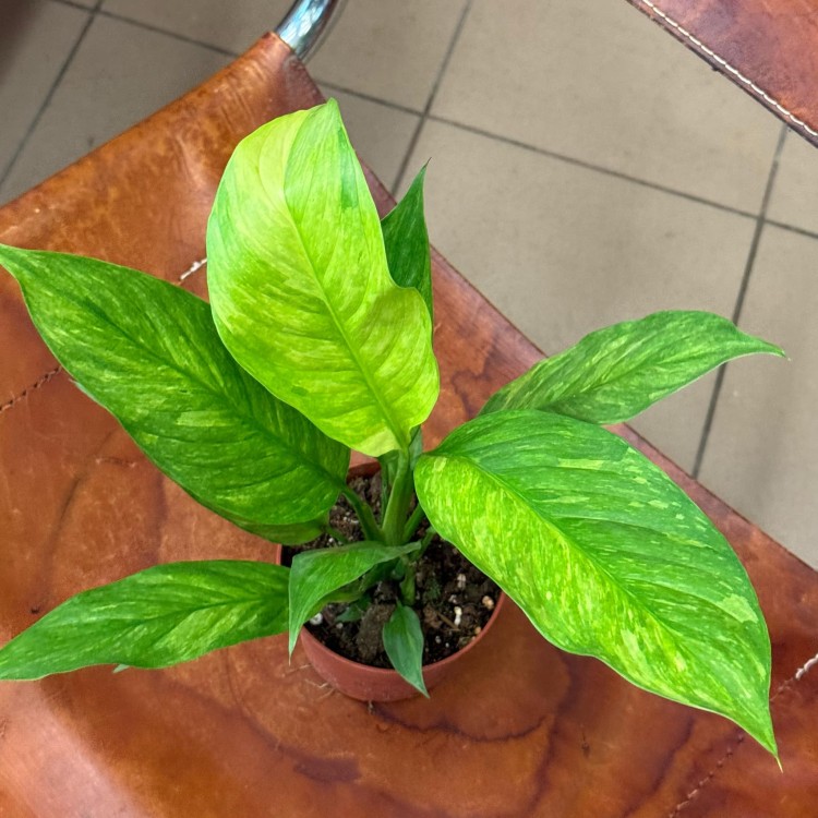 Spathiphyllum Aurea (1).jpg