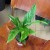 Spathiphyllum Diamond (1).jpg