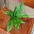Spathiphyllum Diamond (2).jpg