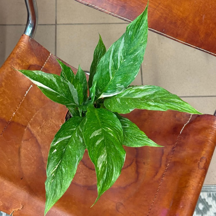 Spathiphyllum Diamond (2).jpg