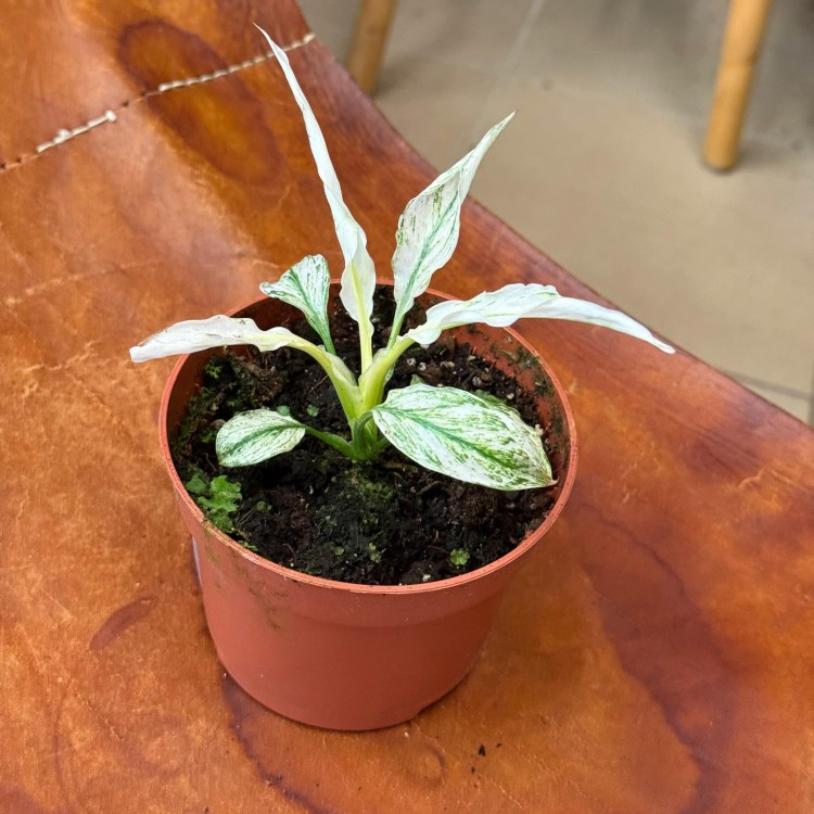 skrzydłokwiat Spathiphyllum Sensation Variegat (2).jpg